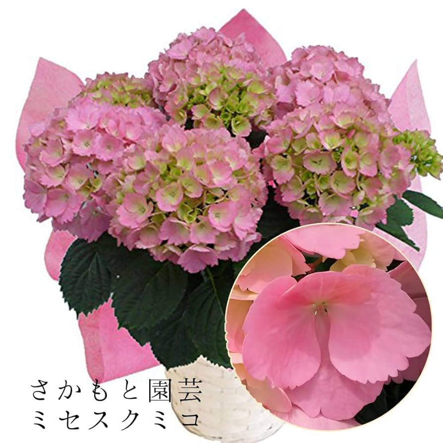 Amazon｜あじさい 早咲4月発送 さかもと園芸 達人のあじさい